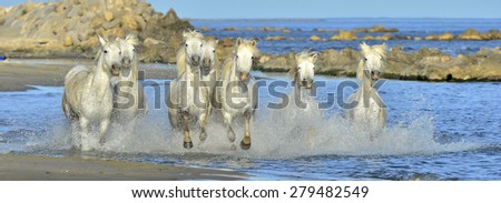 White horses of Camargue running through water