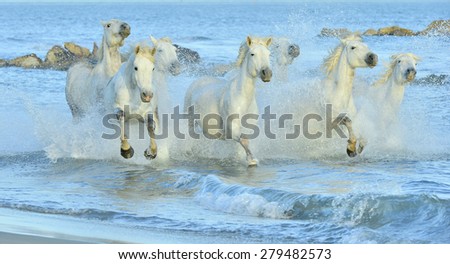 White horses of Camargue running through water