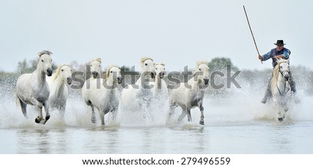 PROVENCE, FRANCE - 07 MAY, 2015: White horses of Camargue running through water. Nature reserve in Parc Regional de Camargue