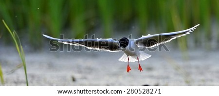 The Little Gull (Larus minutus)  in flight on the green grass background. Front