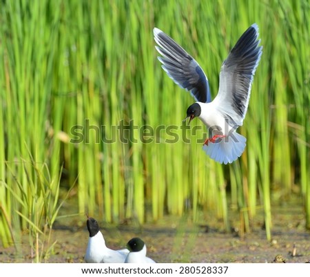 The Little Gull (Larus minutus)  on flying.