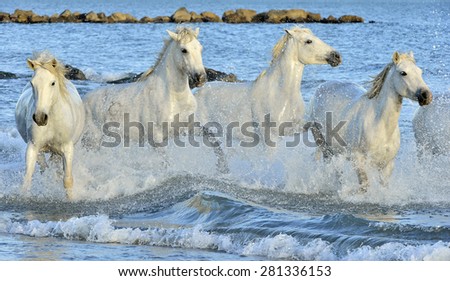 Herd of white horses running through water. Camargue white horse, Camargue, France