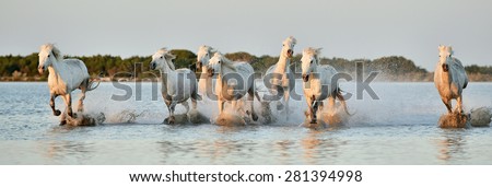 White Camargue horses run on water in sunset beams of the sun