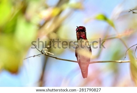 Cuban Bee Hummingbird (Mellisuga helenae) single adult male perched on grass stem, Zapata peninsula, Cuba, Caribbean.Bee hummingbirds are the smallest birds in the world.