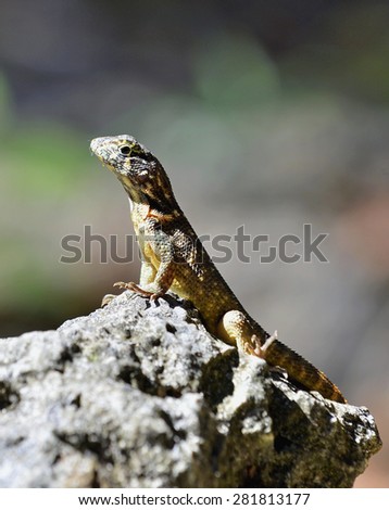 Curly tailed lizard. The Curly-Tailed Lizards are a group of lizards commonly found across the Caribbean, of the family Leiocephalidae