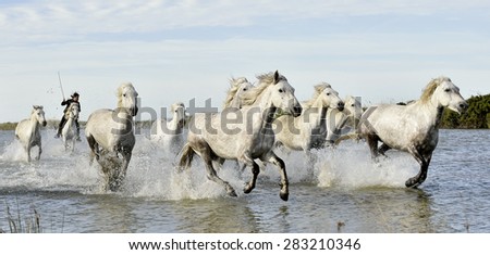 Riders and White horses of Camargue running through water. France Black and white photo