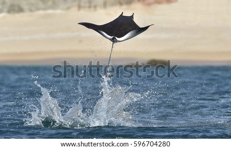 Mobula ray jumping out of the water. Mobula munkiana, known as the manta de monk, Munk's devil ray, pygmy devil ray, smoothtail mobula, is a species of ray in the family Myliobatida. Pacific ocean

 Stock fotó © 