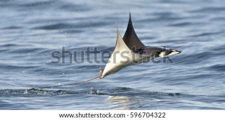 Mobula ray jumping out of the water. Mobula munkiana, known as the manta de monk, Munk's devil ray, pygmy devil ray, smoothtail mobula, is a species of ray in the family Myliobatida. Pacific ocean

 Stock fotó © 