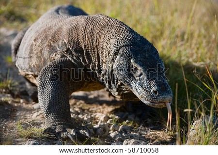 Dragon / The Komodo dragon  is a large species of lizard found in the Indonesian islands of Komodo, Rinca, Flores, and Gili Motang.