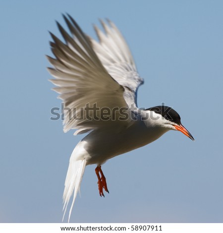 The Common Tern is a seabird of the tern family Sternidae. This bird has a circumpolar distribution breeding in temperate and sub-Arctic regions of Europe, Asia and America. / Tern fliting.