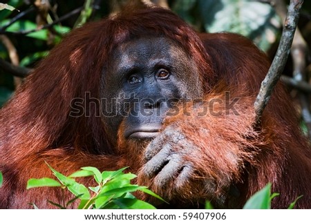 -I today very sad!  / The male of the orangutan has a rest under a tree and observes of tourists. Indonesia.Borneo. Rain-forest. Camp Leakey  Pongo pygmaeus wurmbii - southwest populations.