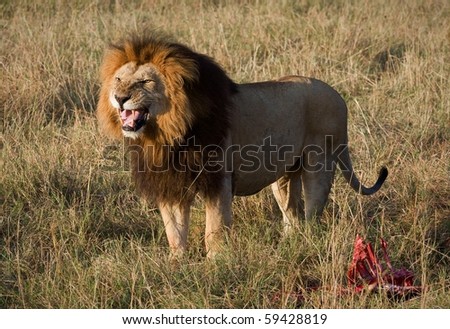 Lion\'s grin. / It is left becomes angry that him distract from a meal.