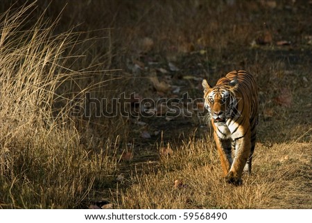 The tiger comes./ The tiger comes nearer and goes directly to us.