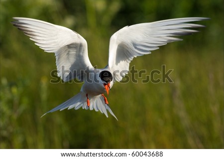 Flitting Tern./ The Common Tern  is a seabird of the tern family Sternidae. This bird has a circumpolar distribution breeding in temperate and sub-Arctic regions of Europe, Asia and America.
