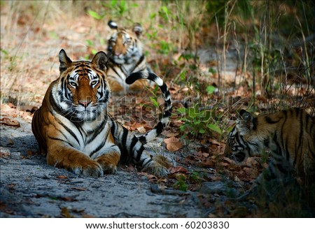 India Three Bengal Tigers on a wood glade