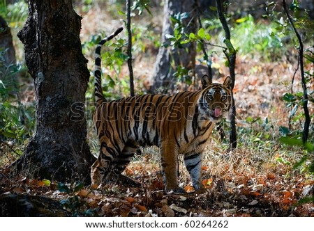 The tigress marks the territory splashing on a tree.