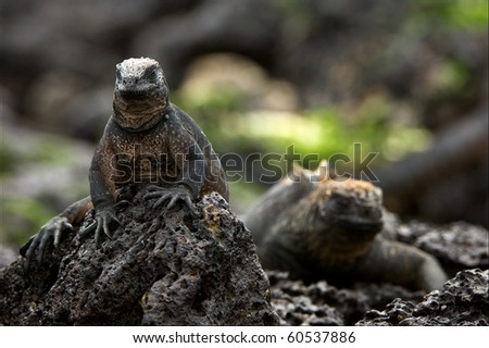 The marine  iguana poses. / The marine  iguana poses on the black stiffened lava.