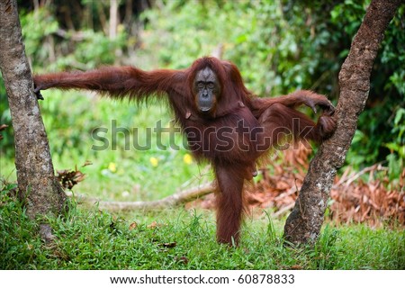 The female of the orangutan poses, having accepted a pose between trees. A green background of wood.