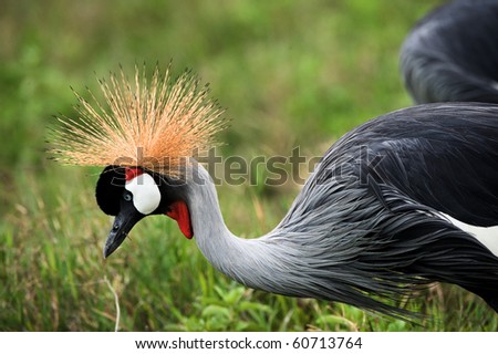 The beautiful crowned crane bends down and  brightly green grass. A crowned crane.