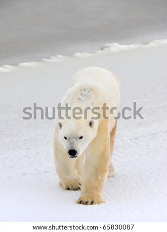 Polar bear in a native habitat. Snow. A frost. Winter.