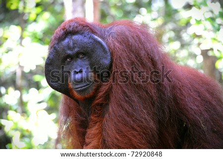 The adult male of the Orangutan. Portrait of the adult male of the orangutan in the wild nature. Island Borneo. Indonesia.
