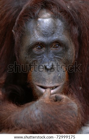 Orangutan Ben. A portrait of the young orangutan on a nickname Ben. Close up at a short distance