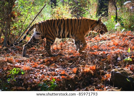 Royal Bengal tiger. Bandhavgarh National Park Reserve.