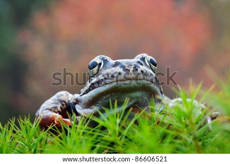 The Common Frog, Rana temporaria also known as the European Common Frog.