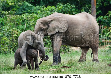 Family of forest Elephants. The African Forest Elephant (Loxodonta cyclotis) is a forest dwelling elephant of the Congo Basin.
