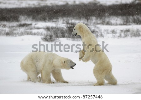 Polar bears fighting on snow have got up on hinder legs.
