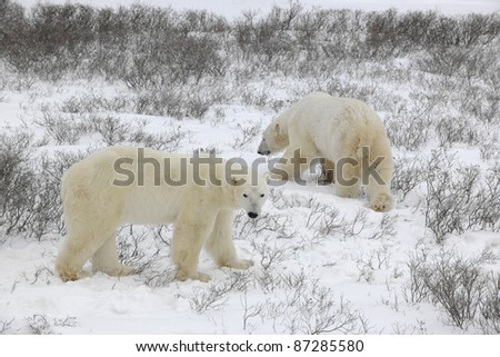 Two polar bears walk on the snow.