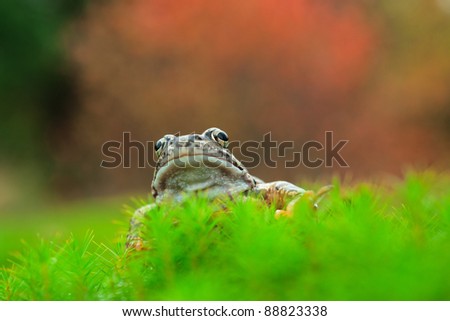 The Common Frog, Rana temporaria also known as the European Common Frog.