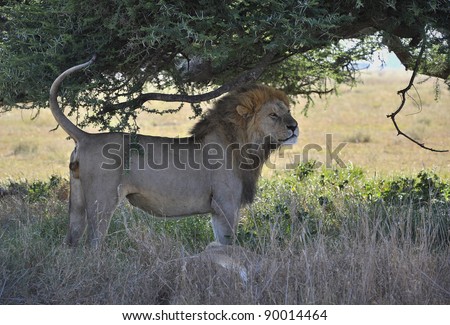 The lion and lioness have a rest in an acacia shade.