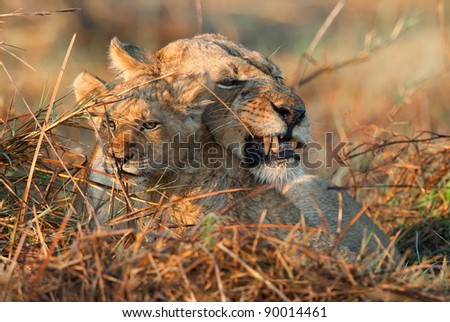 Angry mum. A portrait of a lioness with a cub.