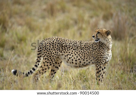 The cheetah (Acinonyx jubatus) costs against a yellow grass