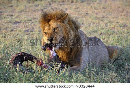 Lion behind a meal. It is left discontentedly growls on distracted him from a tasty dinner.