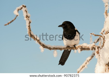 Magpie (Pica pica hudsonia   ) on a branch. Black-and-white Magpie (Pica pica)  on a snow-covered branch in the winter.