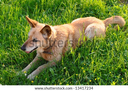 Kind dog laying on a grass