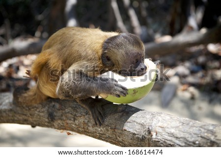 Brazilian monkey eating fresh cut haf coconut standing on tree