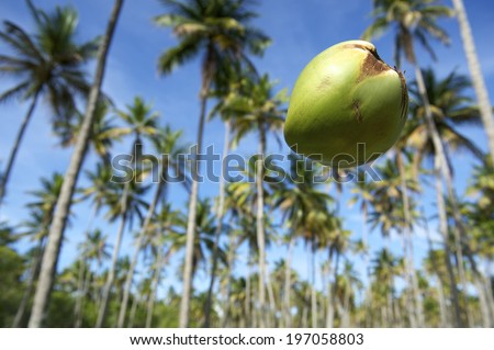 Coconut falling from a grove of tall green coconut palm trees in tropical Brazilian sky on the Coconut Coast in Nordeste Brasil