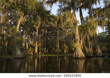 Swamp bayou scene of the American South featuring bald cypress trees and Spanish moss in Caddo Lake Texas