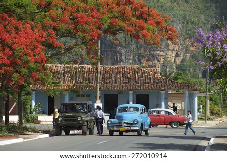 VINALES, CUBA - MAY, 2011: Small town residents share the road with classic American cars under the red blossoms of a flame tree.