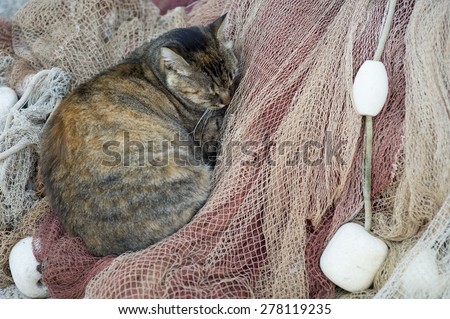 Calico cat snuggled up in weathered fishing nets on the dockside at the marina in Dubrovnik, Croatia