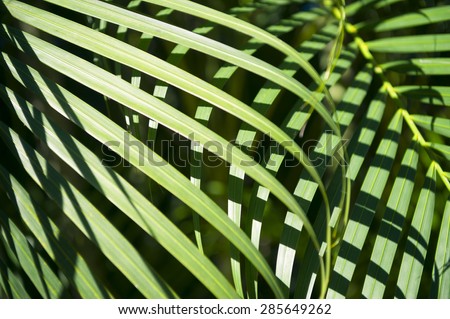 Jungle background of vibrant green layered palm fronds