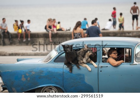 HAVANA, CUBA - MAY, 2011: Classic blue American car with dogs hanging out the window drives alongside crowds of Cubans relaxing on the Malecon in Central Havana.