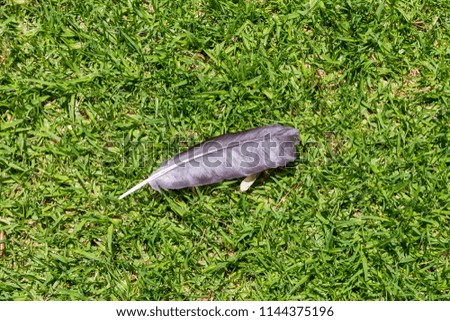 Similar – Image, Stock Photo Dead mown bird. Dead pigeon in foreground on freshly mown wheat field. Wheat harvest. Agriculture.