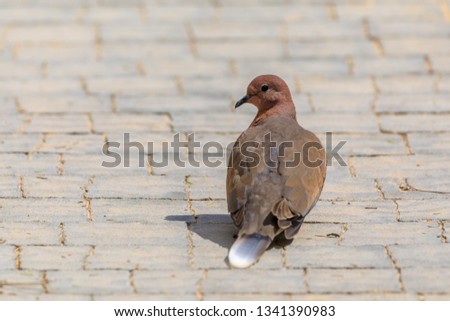 Similar – Image, Stock Photo Two doves on cobblestone