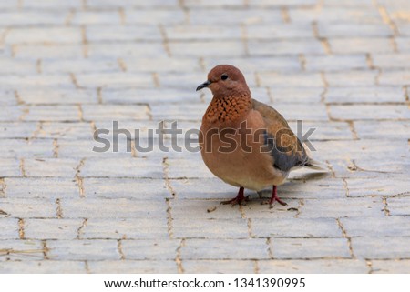 Similar – Image, Stock Photo Two doves on cobblestone
