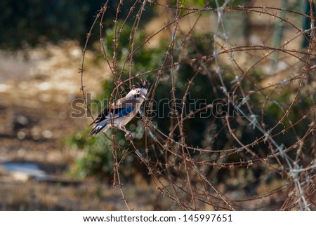 Young eurasian jay who are sitting in a barb wire