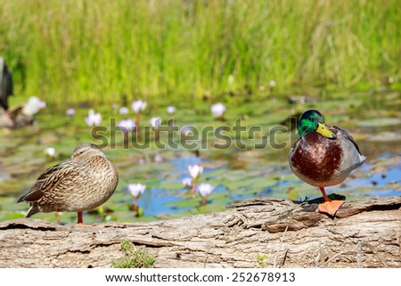 Drake with the green head and a wild duck standing on a log on a pond with water lilies